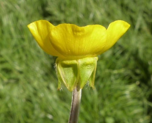 Quorn, Wood Lane Verge