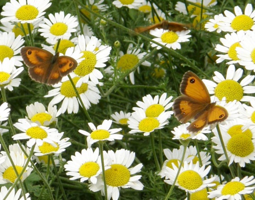 Thurby, Court Road Verge