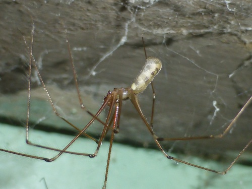 Wildlife in Houses