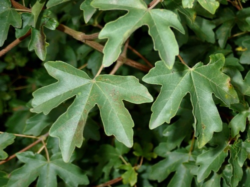 ID Guide to Maples