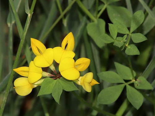 Peckleton, Church Road Verge