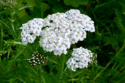 Quorn, Gamble Way Verge