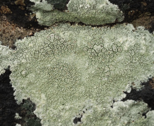 Lichens on Slate