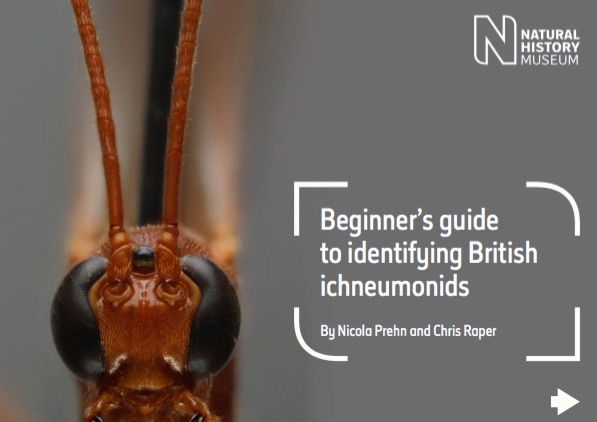 british-ichneumonid-wasps-id-guide_pdf__page_1_of_50_.jpg
