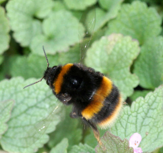 Buff-tailed Bumblebee