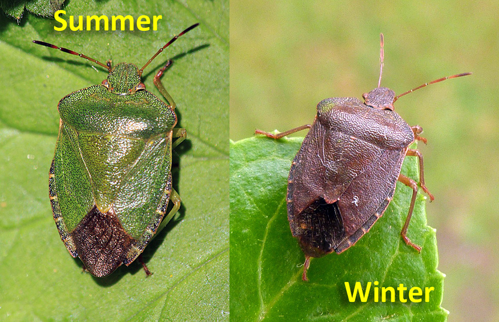 Common Green Shieldbug