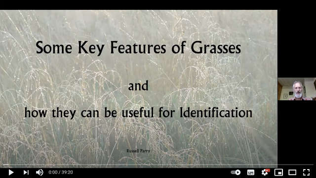 Two New Videos on Grasses