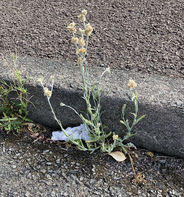 Jersey Cudweed