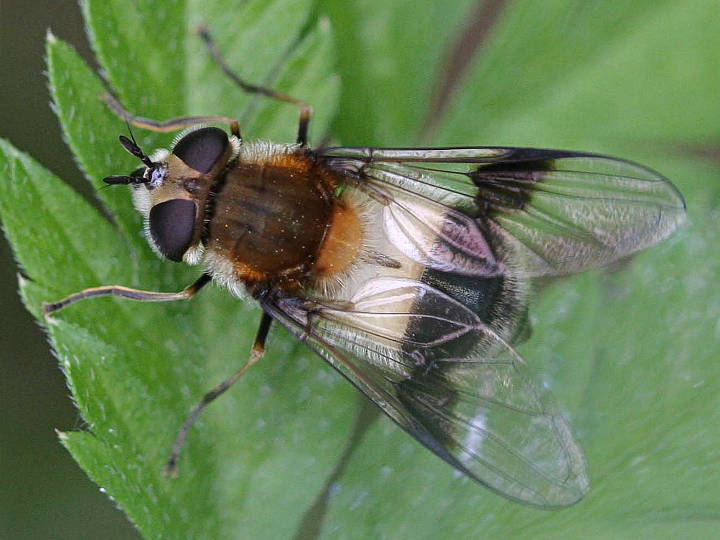 Leucozona lucorum
