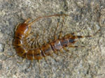 centipede