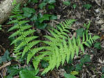 fern