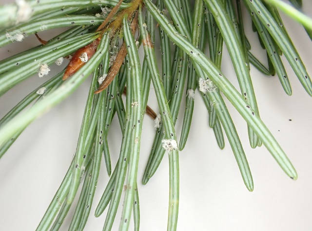 Photo of Adelgids and white woolly deposits on spruce needles