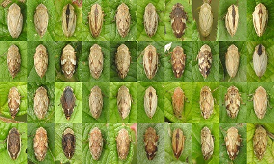 Common Froghopper
