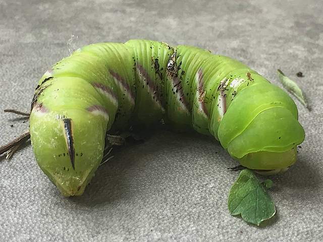 Privet Hawk-moth larva