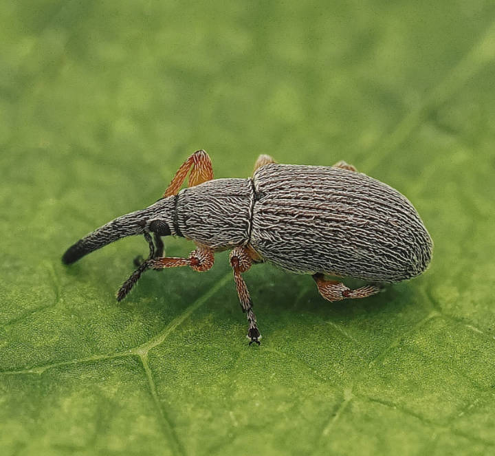 Hollyhock Weevil