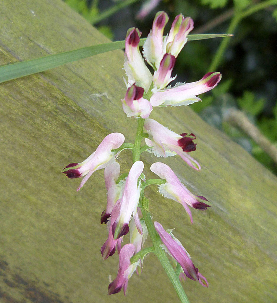 White Ramping-fumitory