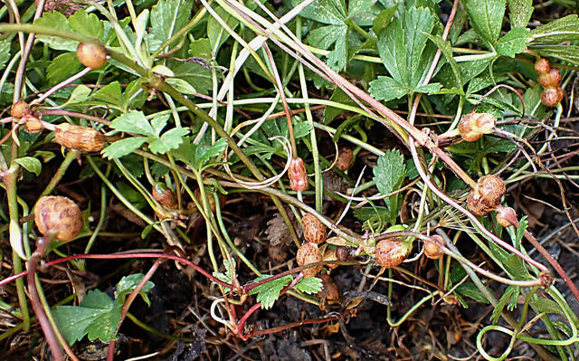 Xestophanes potentillae