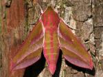 moth