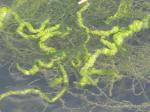algae