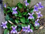 wildflowers