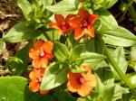 wildflowers