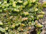 liverworts