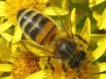 bee