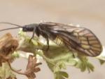 lacewings & scorpionflies