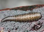 worms & leeches