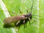 stoneflies