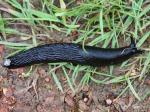 slugs & snails