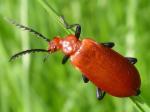 beetle