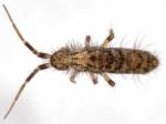 springtails & bristletails
