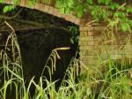 grasses, sedges & rushes