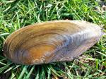 slugs & snails