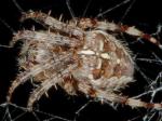 spiders