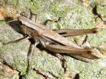 grasshoppers & crickets