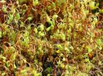 mosses