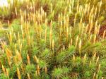 mosses