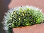 mosses
