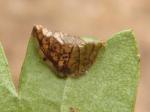 leafmine